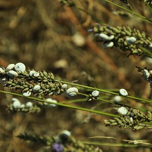 Lavendel mal anders