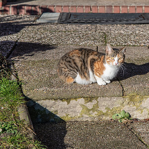 210126 Katzen Maihausen-1.jpg