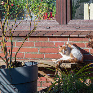 210126 Katzen Maihausen-3.jpg