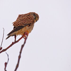 Turmfalke 1.jpg