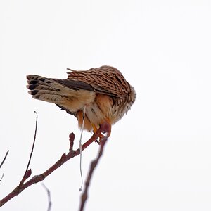 Turmfalke Meinungsäußerung.jpg