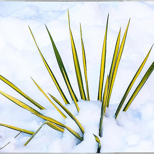 Schneeagave (1 von 1).JPG