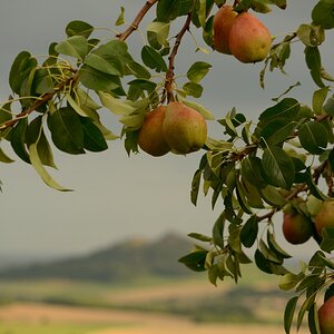 DSC_0049_00001n.jpg