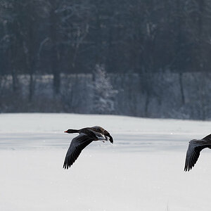PANA5661_DxO1200.jpg