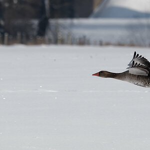 PANA5667_DxO1200.jpg