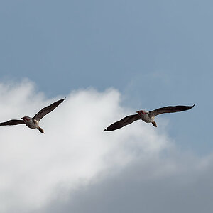PANA5702_DxO1200.jpg