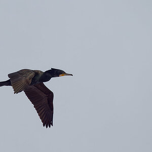 PANA5745_DxO1200.jpg