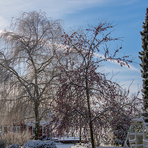210210 Wacholderdrosseln-1.jpg