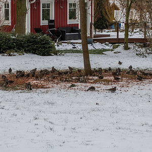 210210 Wacholderdrosseln-3.jpg