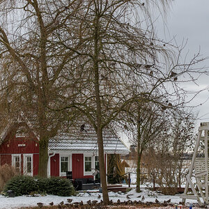 210210 Wacholderdrosseln-4.jpg