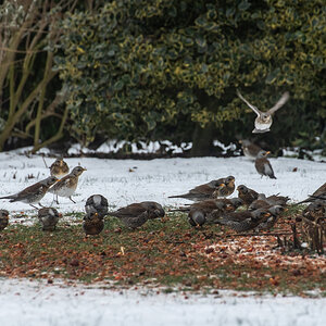 210210 Wacholderdrosseln-5.jpg