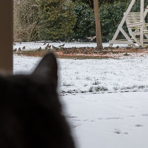 210210 Wacholderdrosseln-6.jpg