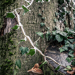 Iced Branches