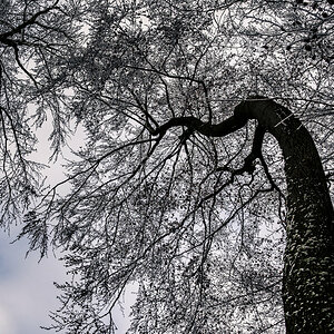 Twisting Tree