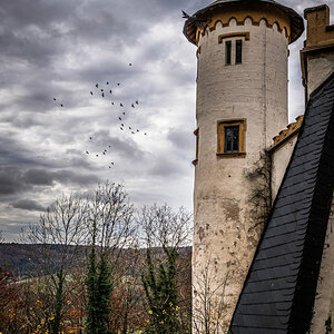 Schloss Greifenstein Castle Birds.jpg