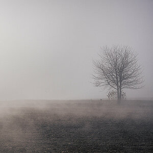 Misty Tree.jpg