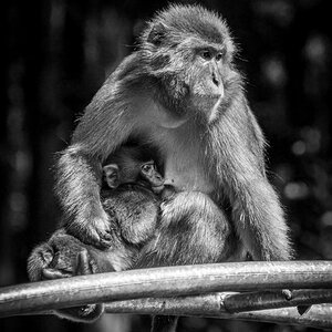 Landskron Apes 3.jpg