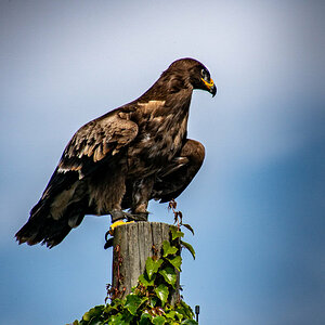 Landskron Eagles.jpg