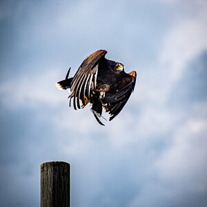 Landskron Eagles 2.jpg