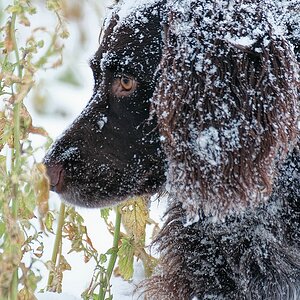 Winterportrait