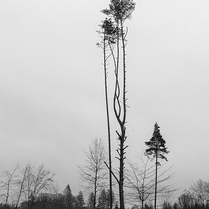 Überlebende des Kahlschlags