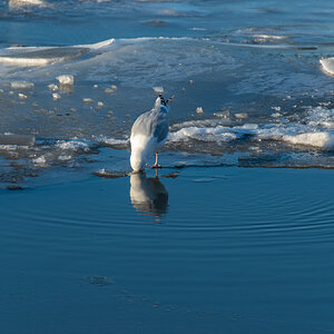 210213 Fedderwardersiel-3.jpg