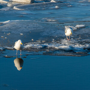 210213 Fedderwardersiel-4.jpg