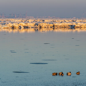 210213 Fedderwardersiel-26.jpg