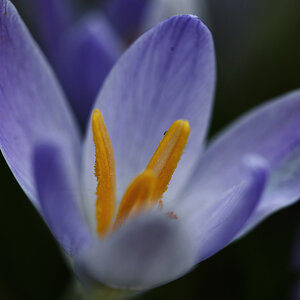 krokus_1200.jpg