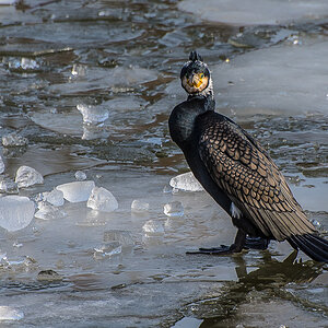 Kormoran 1 (1 von 1).JPG