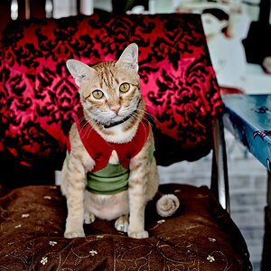 cat-Lumi.jpg