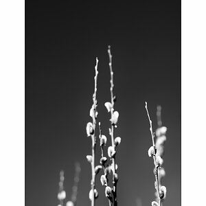 SasaDSC_1693.jpg