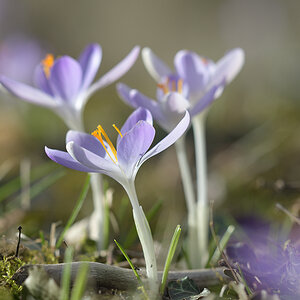 CrocusVernus_D500_1200x800_DSC0647.jpg