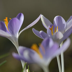 CrocusVernus_D500_1200x800_DSC0646.jpg