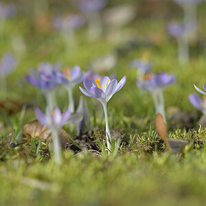 CrocusVernus_D500_1200x800_DSC0644.jpg