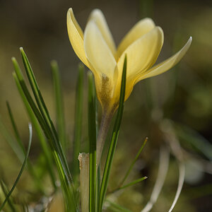 CrocusVernus_D500_1200x800_DSC0636.jpg