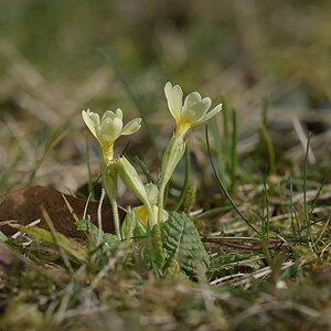 Primula_D500_1200x800_DSC0632.jpg