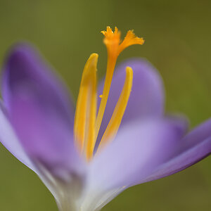 CrocusVernus_D500_1200x800_DSC0635.jpg