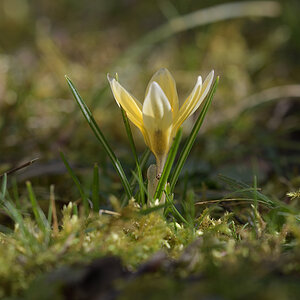 CrocusVernus_D500_1200x800_DSC0631.jpg