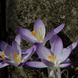 CrocusVernus_D500_1200x800_DSC0643.jpg