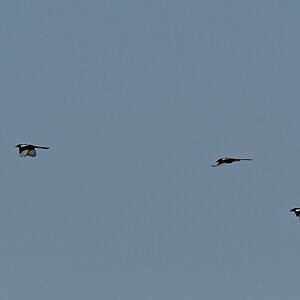 Elstern im Flug I.jpg