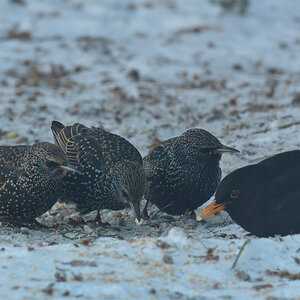 NF_DSC_6475.jpg