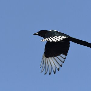 Elster I.jpg