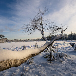 Wildsee-Kaltenbronn-3457.jpg