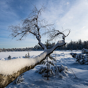 Wildsee-Kaltenbronn-3462.jpg