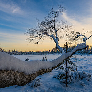 Wildsee-Kaltenbronn-3485.jpg