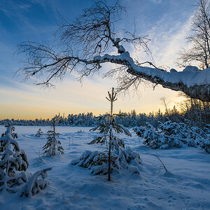Wildsee-Kaltenbronn-3487-Bearbeitet.jpg