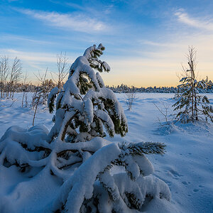 Wildsee-Kaltenbronn-3490.jpg