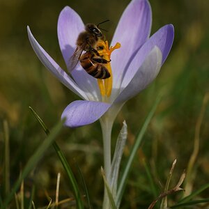 Krokus mit Besuch