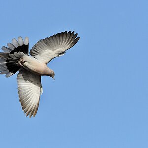 Türkentaube fliegt auf I.jpg